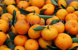 新鮮水果·第390頁 大自然的甜蜜饋贈與生活哲思
