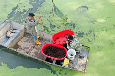 洪澤 水產養殖管護忙，科學管理助增收