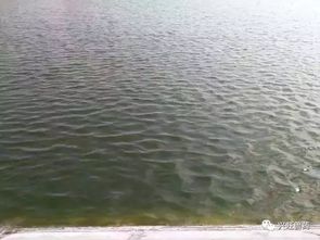 水產(chǎn)養(yǎng)殖中遇到這些棘手問題該怎么辦？