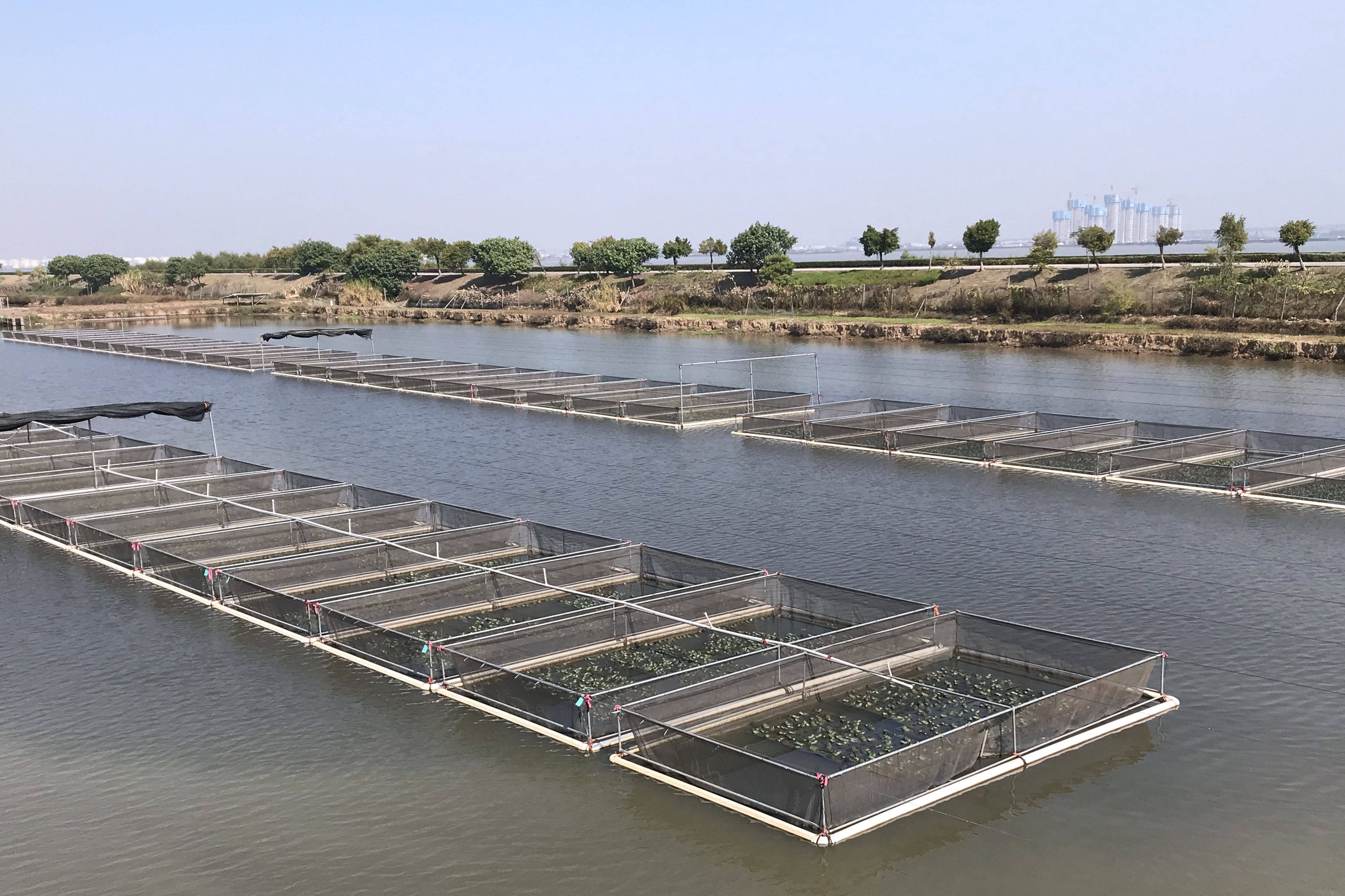 廣東金洋水產養殖菜基魚塘